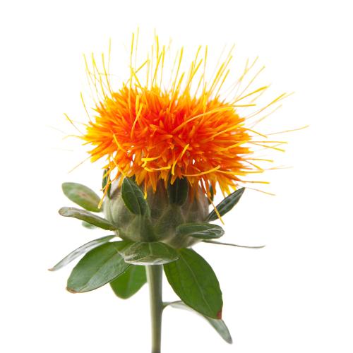 Safflower extract 